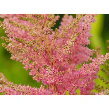 Sazenice Čechrava Arendsova 'Elizabeth Bloom ®' - Astilbe arendsii 'Elizabeth Bloom' Balení: kontejner C2