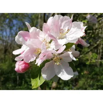 Sazenice Jabloň kirghisorum (okrasná jabloň) Balení: bal/kontejner, Tvar: výška 300-350 cm, OK 16/18