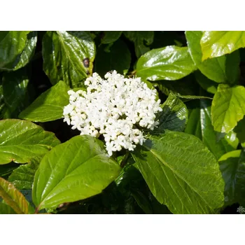 Sazenice Kalina SHINY DANCER 'NCVX1' Balení: kontejner C5, Tvar: výška 40-60 cm