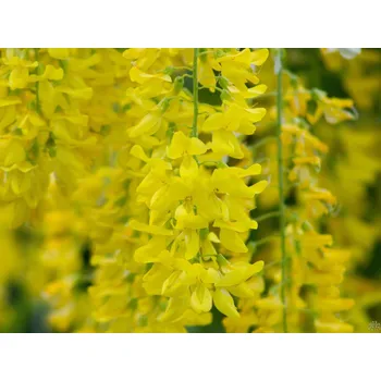 Příroda Štědřenec Watererův 'Vossii'