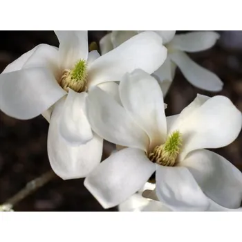 Sazenice Šácholán obnažený Balení: kontejner C10, Tvar: výška 140-160cm