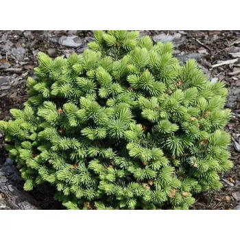 Sazenice Smrk pichlavý 'Green Globe'