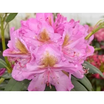 Sazenice Rododendron 'Late Kiss' Balení: kontejner C5