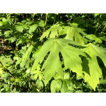Sazenice Javor velkolistý Balení: kontejner C5, Tvar: výška 80-100cm
