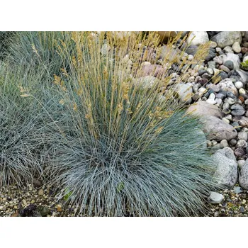 Sazenice Kostřava sivá 'Elijah Blue' - Festuca glauca 'Elijah Blue' Balení: kontejner p9