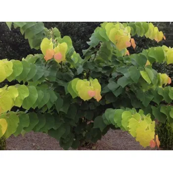 Sazenice Zmarlika kanadská THE RISING SUN 'N2' Balení: kontejner C12, Tvar: výška 80-100 cm