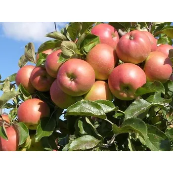 Sazenice Jabloň 'Lipno' kontejner C30