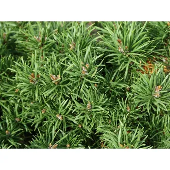 Sazenice Borovice Banksova 'Schneverdingen'