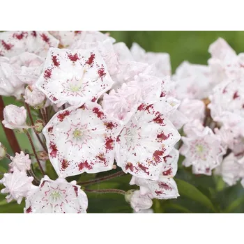 Sazenice Mamota, kalmie 'Radiata' Balení: kontejner p9