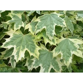 Sazenice Javor mléč 'Drummondii' Balení: bal/airpot/kontejner, Tvar: obvod kmene 12/14