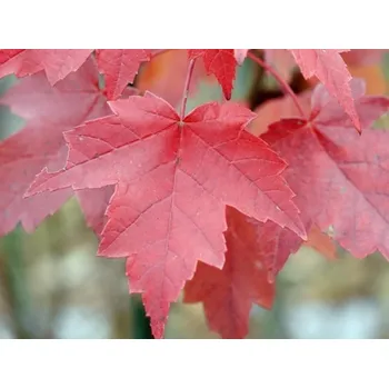 Sazenice Javor červený 'Brandywine'