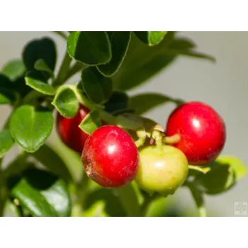 Sazenice Brusinka velkoplodá 'Red Pearl' Balení: kontejner p9,5