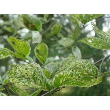 Sazenice Jilm habrolistý 'Argenteovariegata' kontejner C5