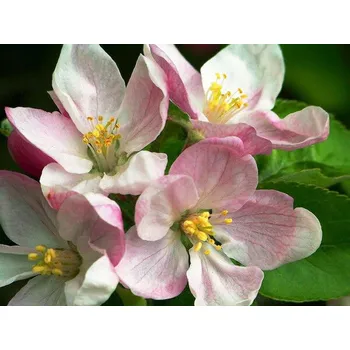 Sazenice Jabloň nízká 'Pendula'