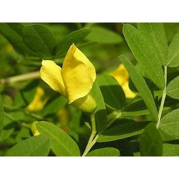 Sazenice Čimišník stromovitý 'Pendula' Balení: kontejner C20, Tvar: roubováno na kmínku, výška 100-120 cm