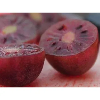 Sazenice Kiwi 'Purpurna Sadowa' kontejner C2