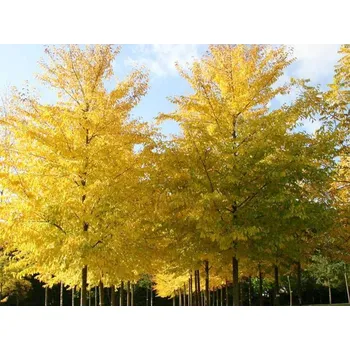 Sazenice Jilm 'Sapporo Autumn Gold'