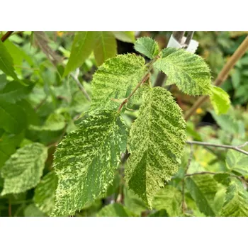 Sazenice Habr obecný Foliis Arg. - var. 'Pendula' Balení: kontejner C5, Tvar: výška 80-100cm