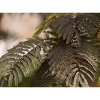 Sazenice Albízie růžová 'Chocolate Fountain' Balení: kontejner C9, Tvar: výška 80-100 cm