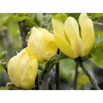 Sazenice Magnolie 'Yellow Bird'