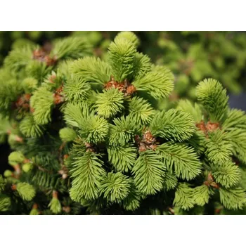 Sazenice Smrk ztepilý 'Emsland' kontejner C30, výška 50-80cm
