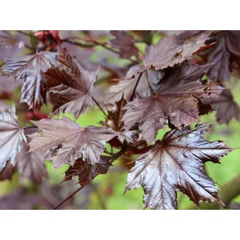 Sazenice Javor mléč 'Royal Red' Balení: bal nebo kontejner, Tvar: OK 18/20