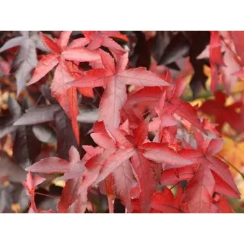 Sazenice Ambroň západní 'Worplesdon' kontejner, kmínek 195-200cm, OK 12/14