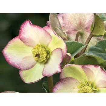 Sazenice Čemeřice 'Ice N' Roses Frosted Rose' - Helleborus 'Ice N' Frosted Rose' Balení: kontejner C2