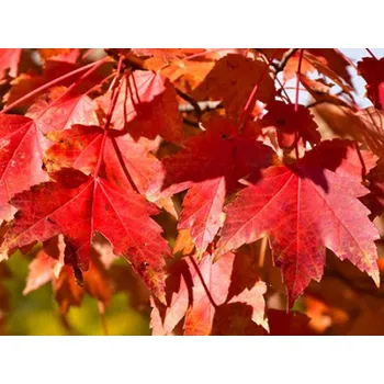 Sazenice Javor červený 'Sun Valley' Balení: bal/airpot/kontejner, Tvar: obvod kmene 10/12