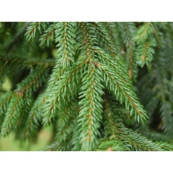 Sazenice Smrk východní 'Aurea' Balení: bal nebo kontejner, Tvar: výška 200-250cm