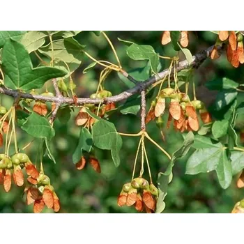 Sazenice Javor francouzský Balení: bal nebo kontejner, Tvar: OK 14/16