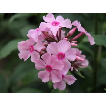 Sazenice Plaménka latnatá 'Sweet Summer® Melody' - Phlox paniculata 'Sweet Summer® Melody' Balení: kontejner p12