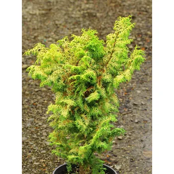 Sazenice Cypřišek tupolistý 'Melody'