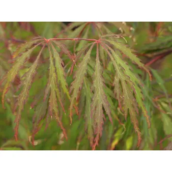 Sazenice Javor dlanitolistý 'Usu-beni-shidare' Balení: kontejner C5, Tvar: roubováno na kmínku, 70-90 cm, průměr koruny 25-40 cm