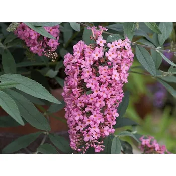 Sazenice Komule Davidova 'Pink Cascade' Balení: kontejner p9