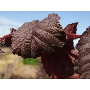 Sazenice Líska obecná 'JM251' Purple Umbrella Balení: kontejner C75, Tvar: výška 275-300cm, kmínek 190cm, OK 10/12