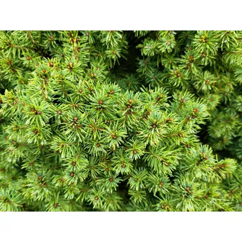 Sazenice Smrk sivý/bílý 'Conica' Balení: bal/kontejner, Tvar: výška 175-200cm