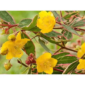 Sazenice Třezalka Moserova 'Tricolor' Balení: kontejner p9