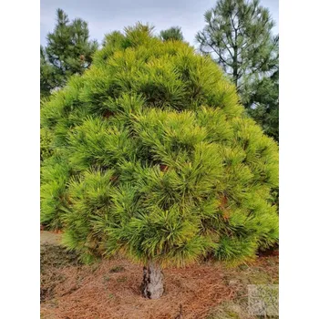 Sazenice Borovice černá 'Spielberg'