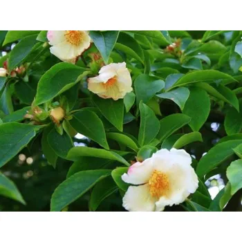 Sazenice Stewartie vonná Balení: kontejner C5, Tvar: výška 60-80cm