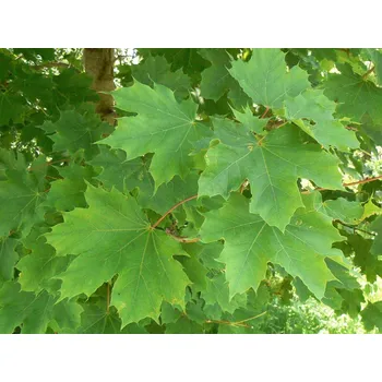 Sazenice Javor mléčný 'Oregon Pride' Balení: kontejner C7,5, Tvar: roubováno na kmínku, výška 100-120 cm