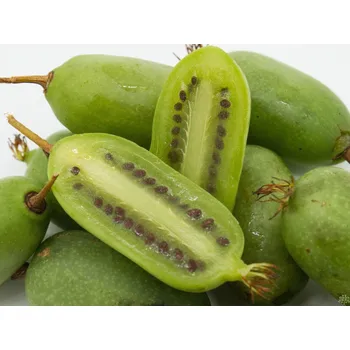 Sazenice Kiwi 'Jumbo' Balení: kontejner p9