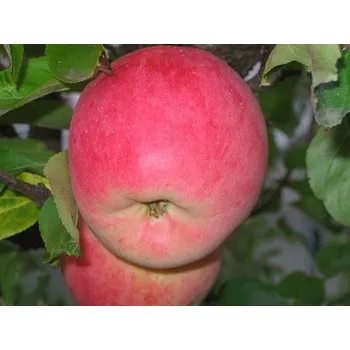 Sazenice Jabloň 'Melodie' kontejner C30