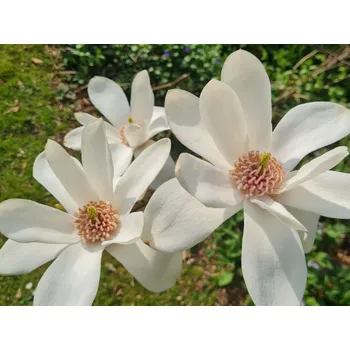 Sazenice Magnolie 'Joli Pompon'