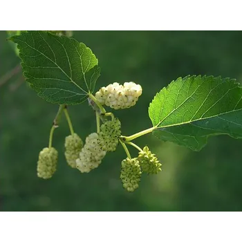 Sazenice Moruše bílá kontejner C500