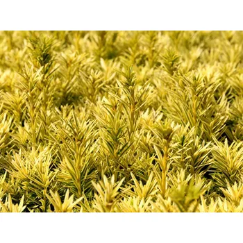 Sazenice Tis červený 'Summergold'