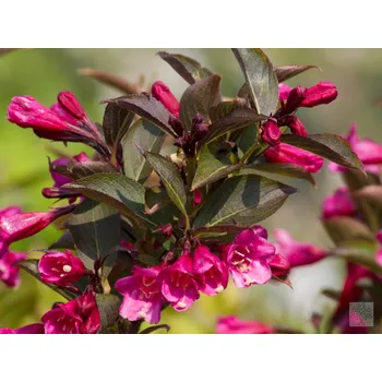 Sazenice Vajgélie květnatá 'Alexandra' PBR Wine & Roses Balení: kontejner p9