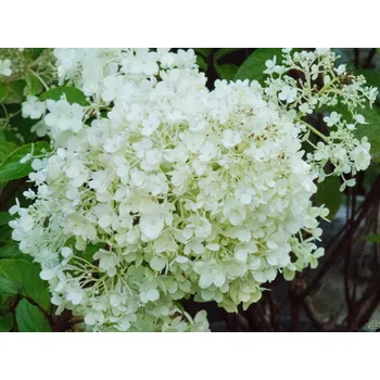 Sazenice Hortenzie latnatá Ilvobo 'Bobo' PBR Balení: kontejner p29, Tvar: výška 45cm