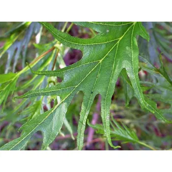 Sazenice Olše lepkavá 'Imperialis' Balení: bal/kontejner, Tvar: VK, OK 20/25