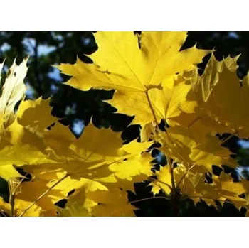 Sazenice Javor mléč 'Princeton Gold' kontejner C15
